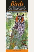 Birds Of Yellowstone & Grand Teton National Parks: A Guide To Common & Notable Species