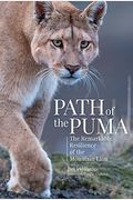 Path Of The Puma: The Remarkable Resilience Of The Mountain Lion