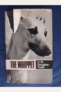 The whippet (Popular dogs breed series)