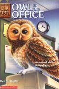 Owl In The Office