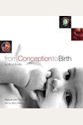 From Conception To Birth: A Life Unfolds