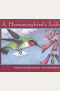 A Hummingbird's Life