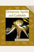 Octopuses, Squids, And Cuttlefish