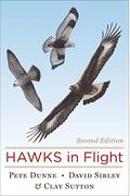 Hawks In Flight