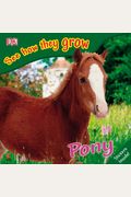Pony