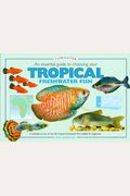 Essential Guide To Choosing Your Tropical Freshwater Fish, Aessential Guide To Choosing Your Tropical Freshwater Fish, An N