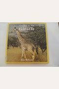 Giraffe (Animals in the Wild)