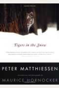 Tigers In The Snow