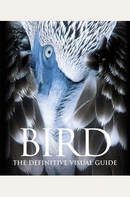 Bird Bird