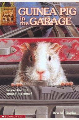 Guinea Pig In The Garage Guinea Pig In The Garage