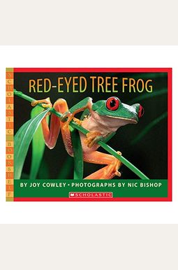 Red-Eyed Tree Frog Red-Eyed Tree Frog