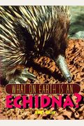 What On Earth Is An Echidna?