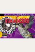 Hummingbird (Life Cycles)
