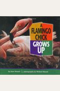 A Flamingo Chick Grows Up (Baby Animals (Carolrhoda Books Hardcover))