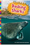 Basking Sharks