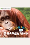 Curious About Orangutans