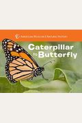 Caterpillar To Butterfly