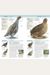 Nature Guide: Birds: The World In Your Hands