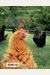 The Chicken Chick's Guide To Backyard Chickens: Simple Steps For Healthy, Happy Hens