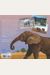 Elephant Journey: The True Story Of Three Zoo Elephants And Their Rescue From Captivity