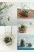 Miniature Terrariums: Tiny Glass Container Gardens Using Easy-To-Grow Plants And Inexpensive Glassware