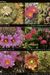 The National Audubon Society Field Guide To North American Wildflowers: Western Region