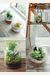 Miniature Terrariums: Tiny Glass Container Gardens Using Easy-To-Grow Plants And Inexpensive Glassware
