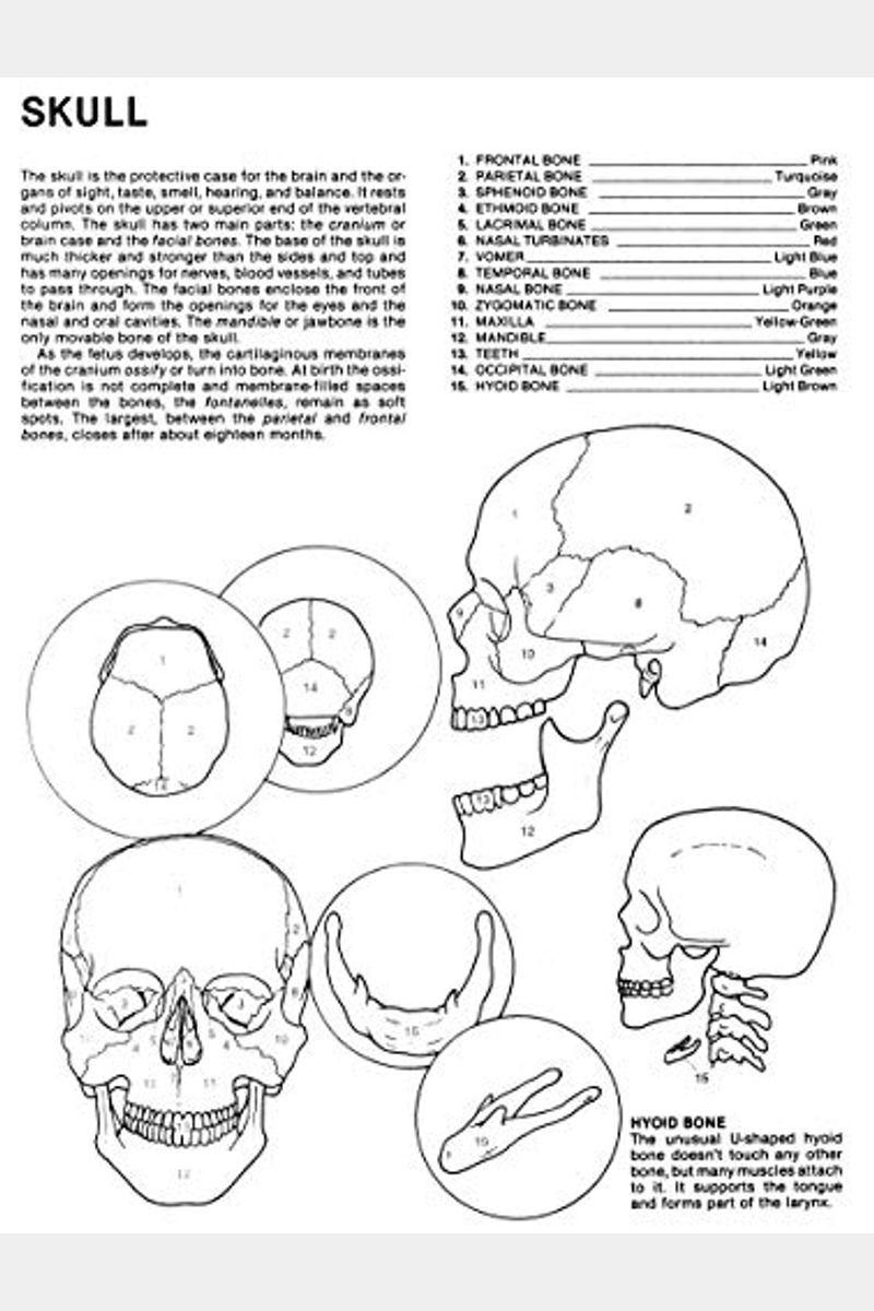 Buy Human Anatomy Coloring Book Book By Margaret Matt