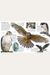 Eyewitness Eagle And Birds Of Prey: Discover The World Of Birds Of Prey--How They Grow, Fly, Live, And Hunt